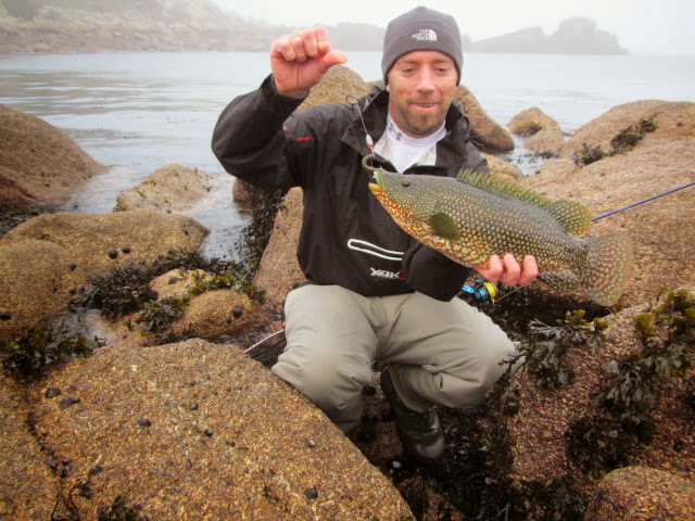Scilly Lure Addicts: A PROPER BRUTE OF A WRASSE!!